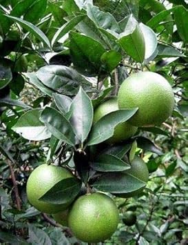 Fresh Orange Fruit Seeds for Planting Green 100 pcs